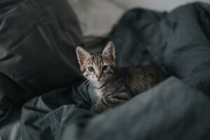 A Kitten Named Trouble