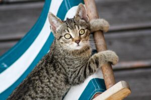 A Kitten’s Guide to Cuddles and Chaos