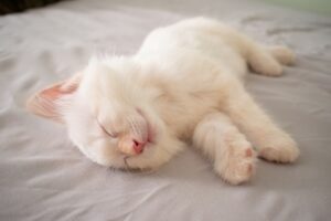 A Kitten’s Guide to Mischief