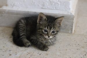 A Kitten’s Tale of Friendship