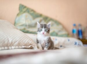 Cuddles, Chaos, and Catnip