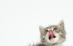 Feline Fables Tales of Kittens