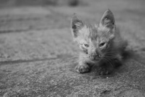 Fur-tastic Friends Kitten Tales of Friendship