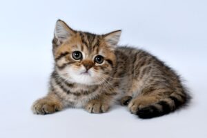 Kitten Kingdom Rise of the Furballs
