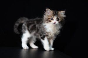 Kitten Tales Stories of Fluff and Fun