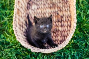 Kittens and Rainbows