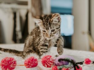 Kittens in the Garden