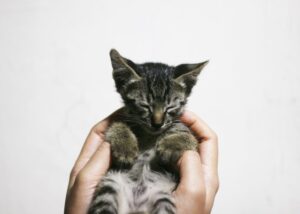 Kittens in the Moonlight