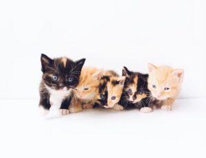 Little Claws, Big Dreams