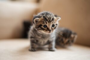 Meow Magic Kitten Adventures