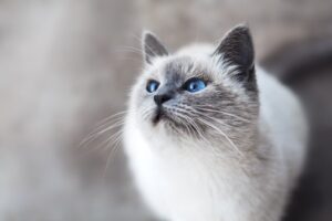 Nine Lives and a Nap The Story of Luna the Kitten