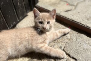Operation Catnap The Kitten Spy Files