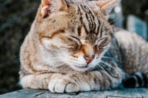 Paws, Claws, and Kitten Adventures