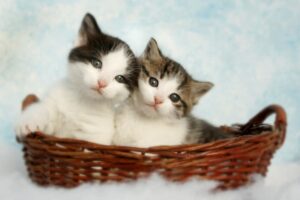 Purrfectly Adorable A Kitten’s Tale