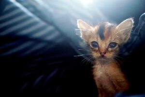 Purrfectly Playful Tales from the Kittenhood