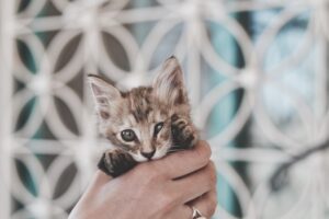 Sleepy Eyes and Soft Paws