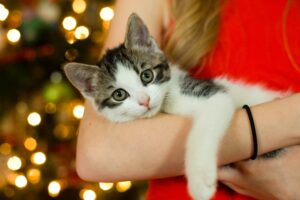 The Curious Case of the Kitten