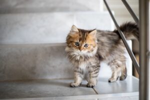The Curious Kitten Who Loved to Explore