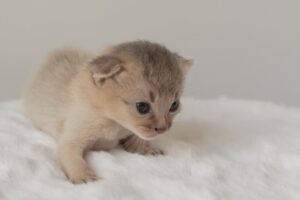 The Great Kitten Caper