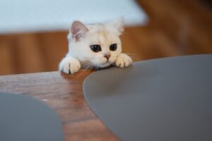 The Kitten Who Dreamed of Flying
