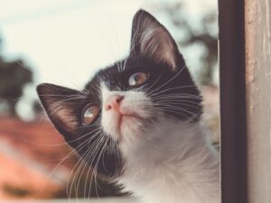 The Kitten Who Found a Friend
