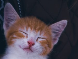 The Kitten Who Loved Rainbows