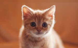 The Kitten Who Loved to Explore