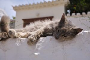 The Kitten Who Thought She Was a Lion