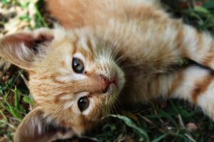 The Kitten and the Magical Yarn Ball