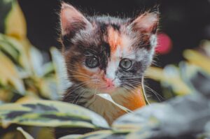 The Littlest Explorer A Kitten’s Journey