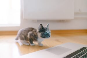 Tiny Paws, Big Heart