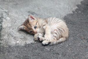 Whiskered Whimsy Adventures of a Curious Cat